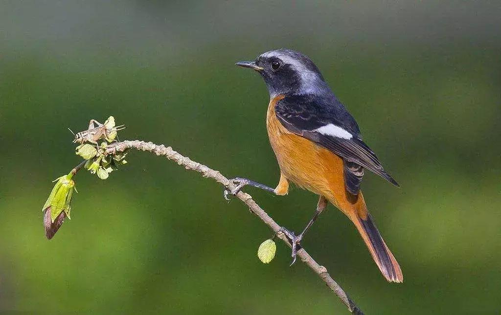 保护朱鹮,朱鹮自然保护区有利条件