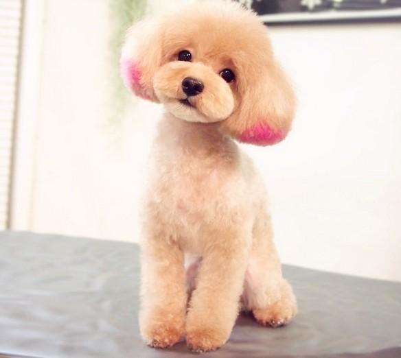 新手训泰迪狗出门大小便全套教程,一个月的泰迪狗怎么养基础知识