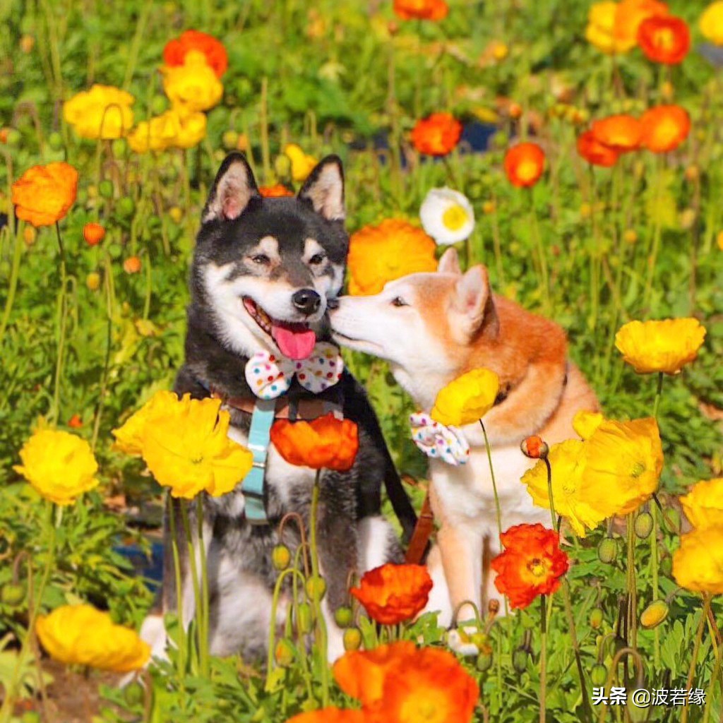 初学者宠物狗剪毛教学视频,专业宠物犬剃毛的步骤