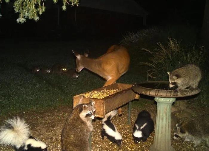 搞笑小浣熊图片,可爱的浣熊图片卡通