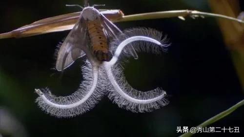 最强节肢动物排行榜,攻击力最强的十种节肢动物