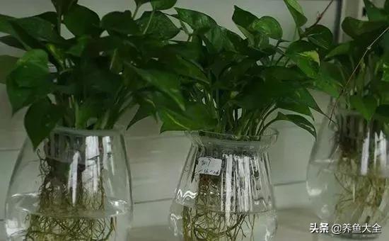 水培观音竹没有烂根为什么会黄叶,水培的植物总是黄叶烂根怎么办