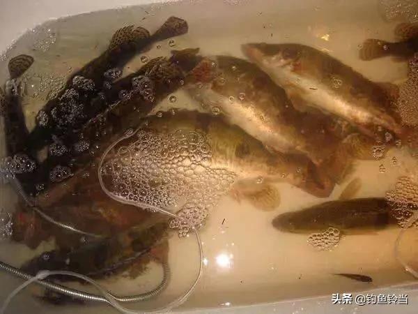 松花江鳜鱼生存环境,松花江的鳜鱼