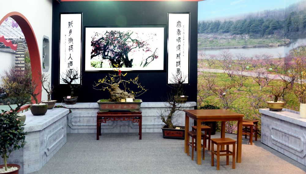 鄢陵腊梅历史,鄢陵的蜡梅