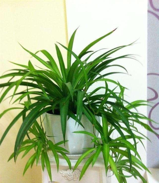 养花烂根快用它泡一泡,黄豆泡水养花的正确方法