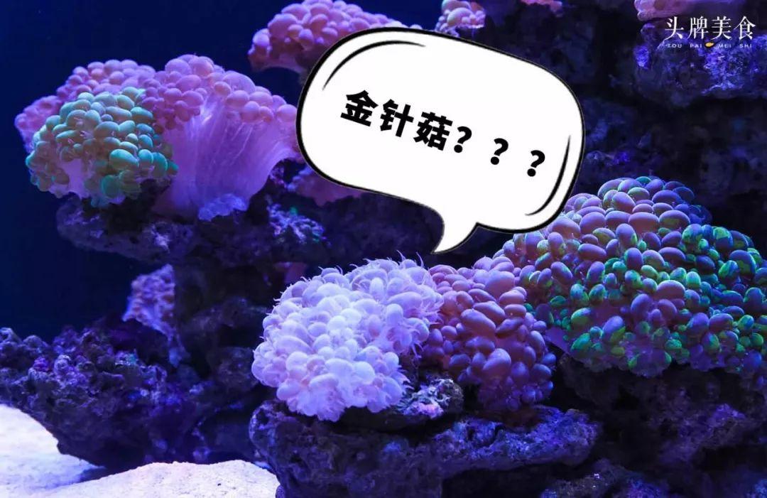 绚丽珊瑚海300+种海底生物，火爆盆友圈的网红打卡圣地就在中山路