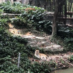 长隆野生动物世界营业时间,广州长隆野生动物园要玩多久