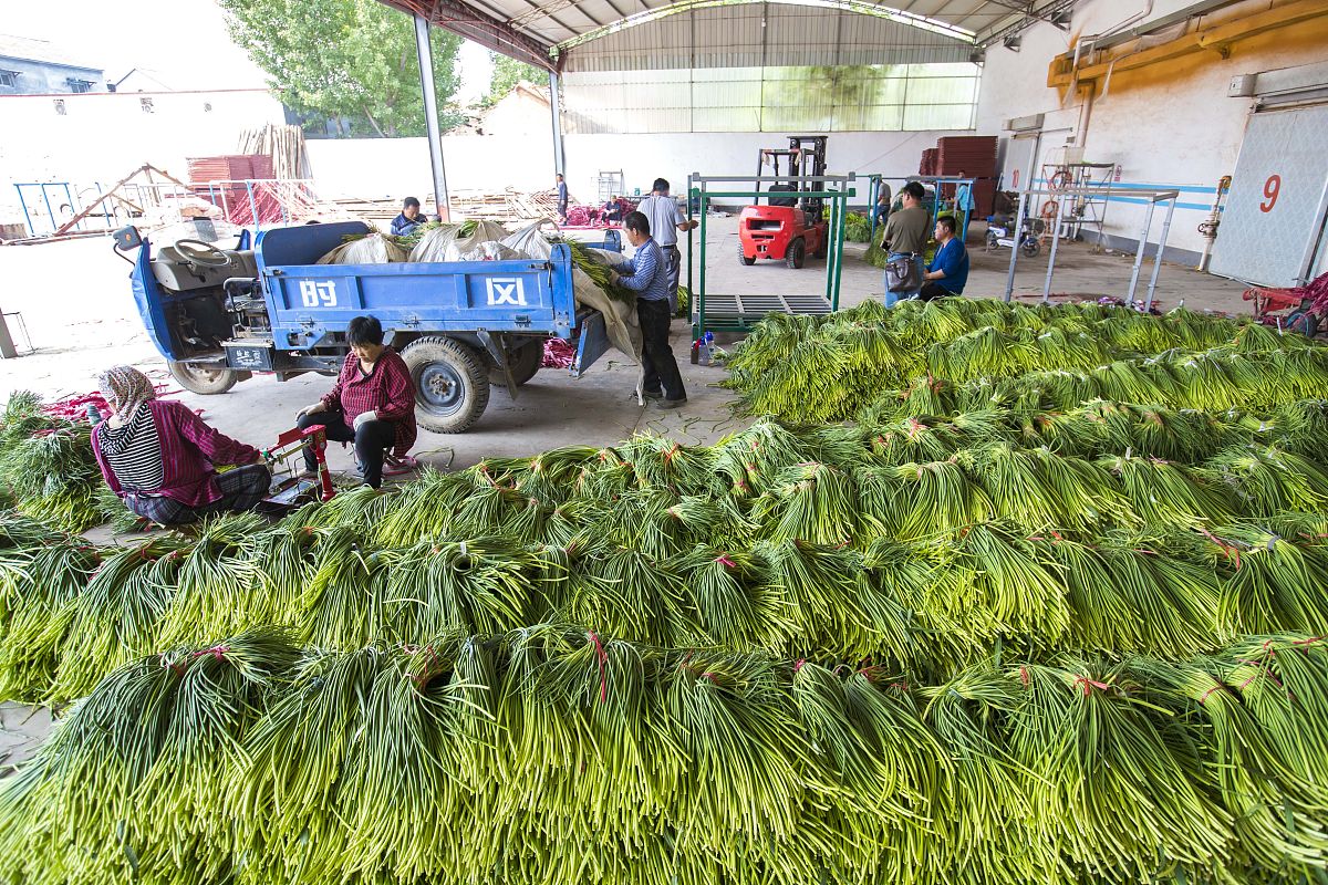 今日蒜薹最新价格表,蒜薹最新价格今天