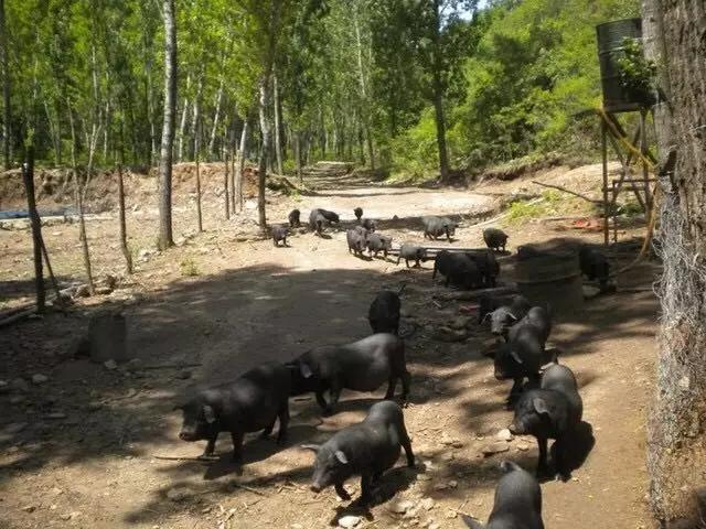 美女放弃高薪去养猪,却开创了“养猪+旅游”新模式