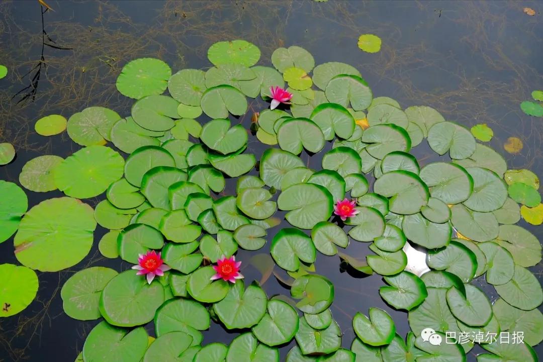 临河植物园景色,临河荷花景区
