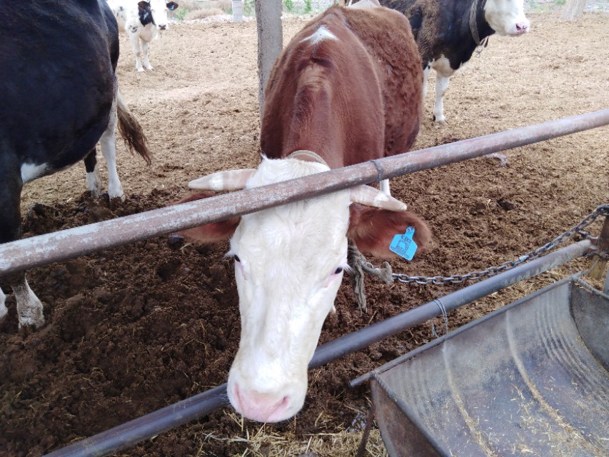 借钱养牛的风险有多大,养鸡养猪养牛哪一个风险大