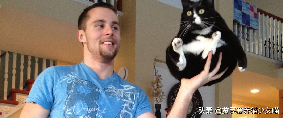 猫应该怎么抱才不会跑也不会咬人,你抱猫咪的方法正确吗