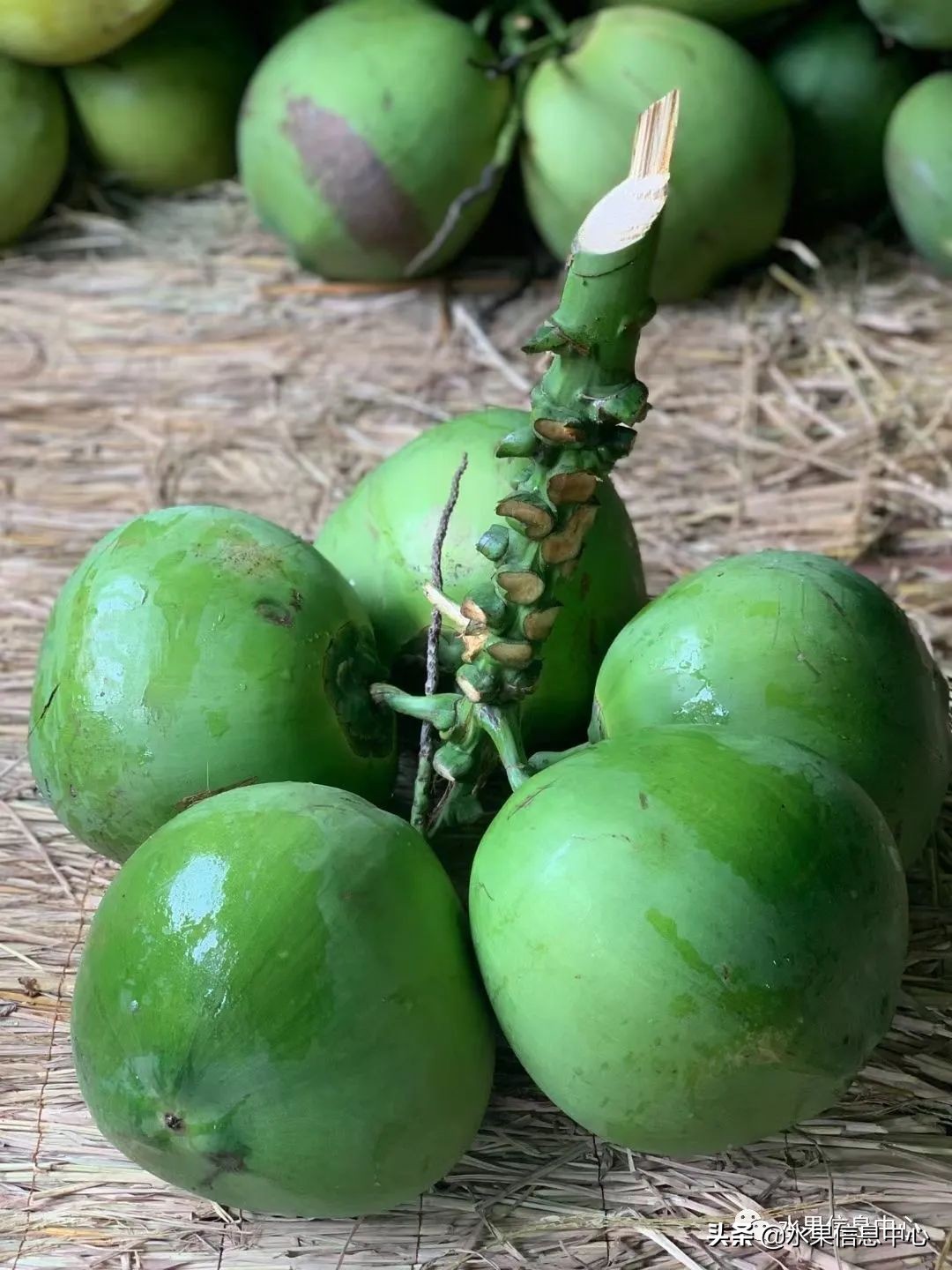 海南水果都有哪些品种图片及名称,海南水果上市时间表赶快收藏吧