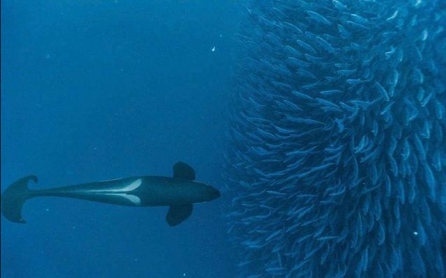 体型惊人的大白鲨,为什么大白鲨会害怕虎鲸