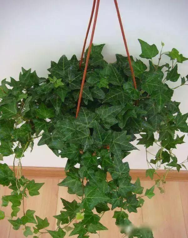 献给那些养花每次都养死的人文案,一直养死花但从未放弃养花