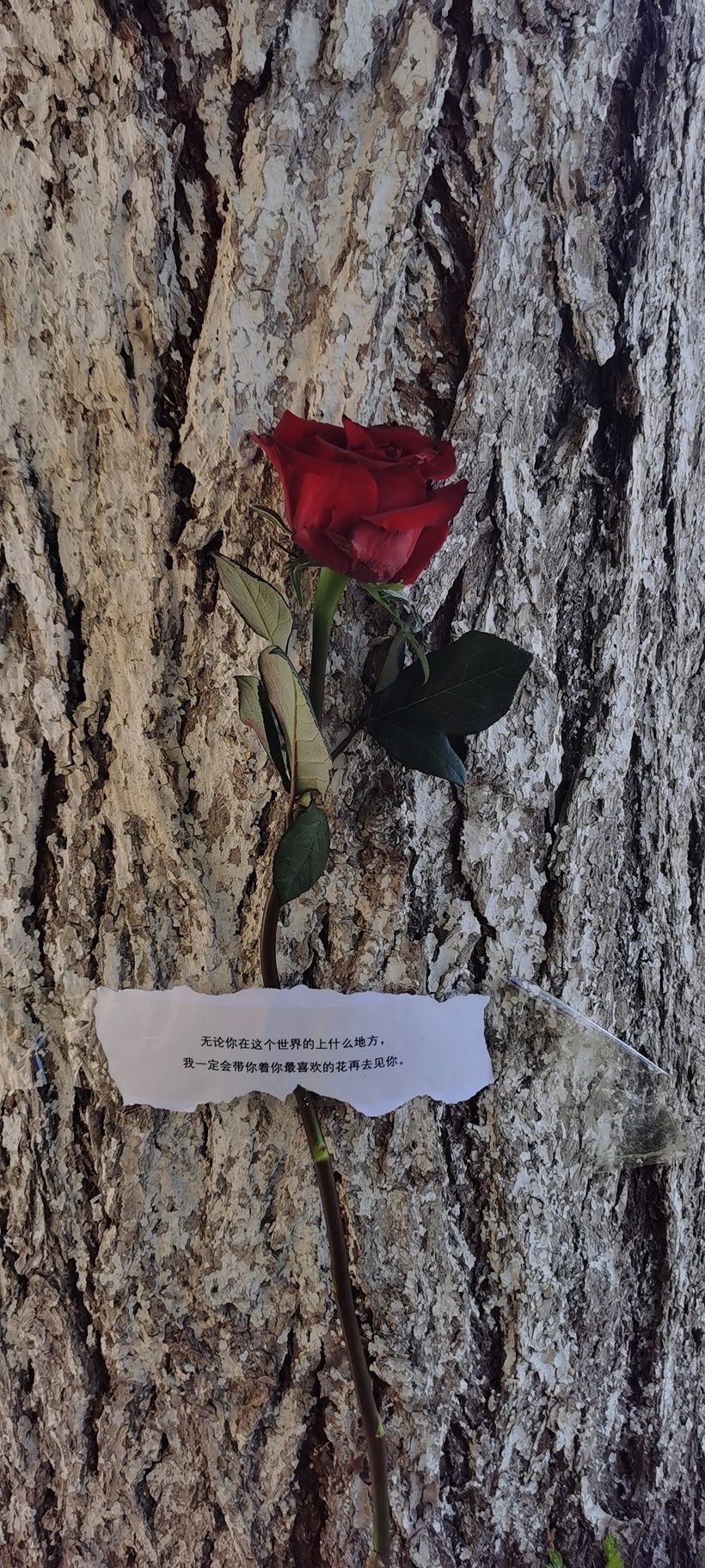 情商不高的星座,天才级别的三大星座智商情商双高