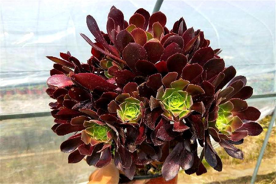 多肉紫馨如何养护,多肉紫羊绒用什么土