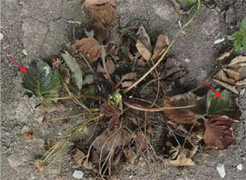 草莓红叶病最佳治疗方法,草莓突然蔫了怎么办