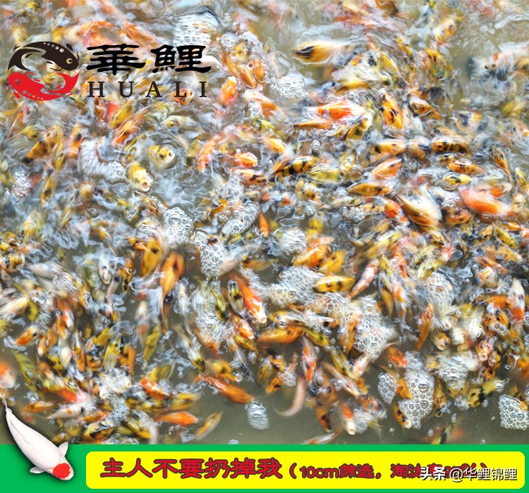 锦鲤水花鱼养殖方法,锦鲤鱼苗水花怎么养