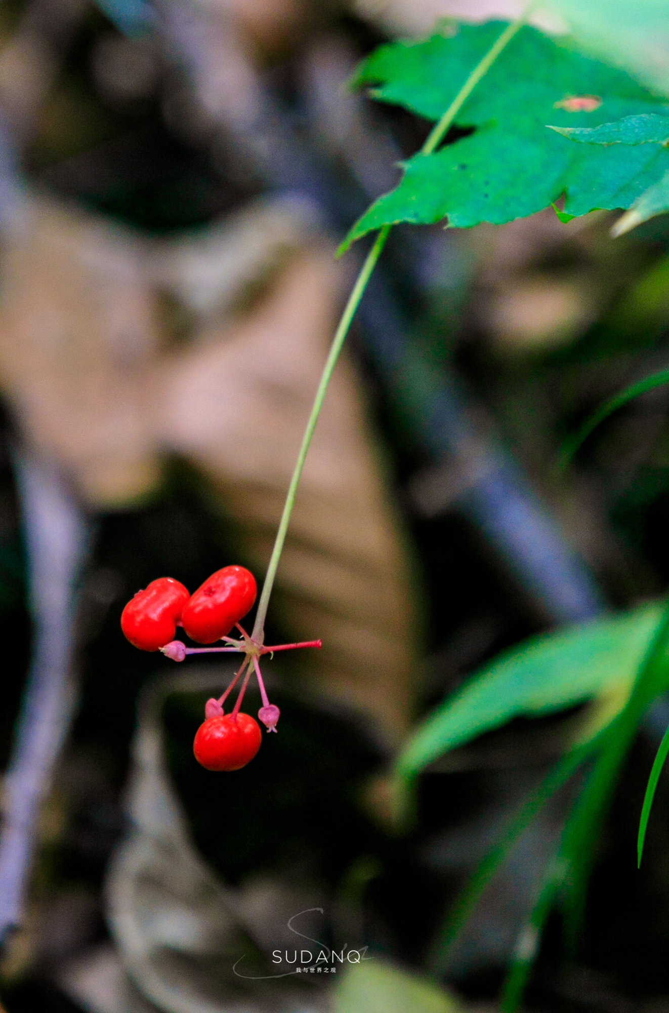 长白山百年野生人参为什么贵,长白山人参最好在哪里