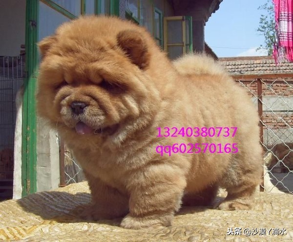 比尼熊狗狗价格,阿拉斯加狗狗价格