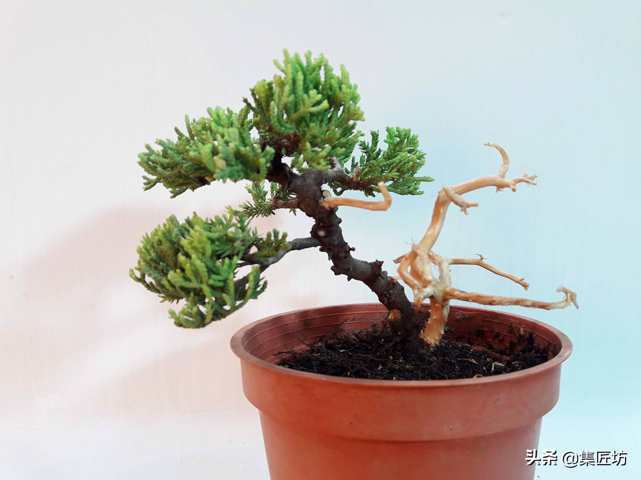 盆景舍利桩处理方法,盆景舍利杆上面的附着物怎么清除