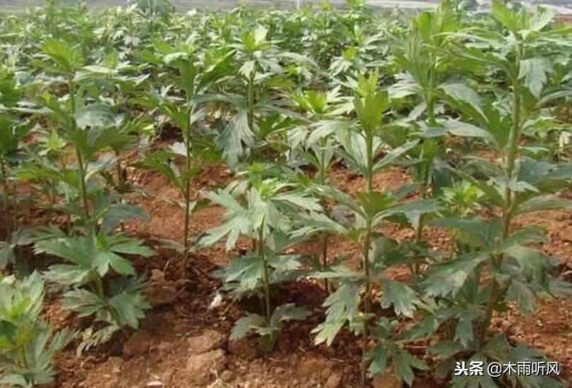冬季适合种植什么中药材,适合夏季种植的五种中药材推荐