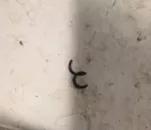 关于ManMwME-B机型气缸油注油器故障一例分析