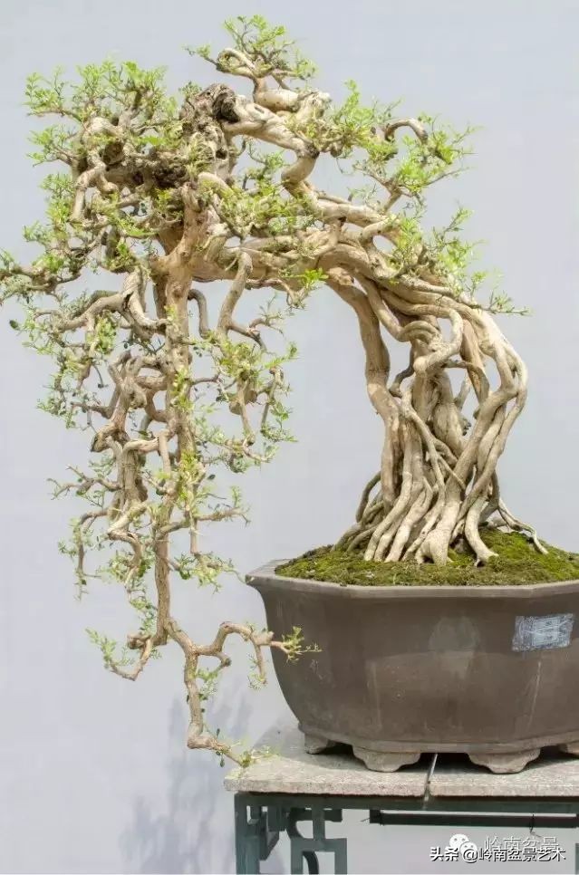 骞哥涔呬箙鐢滅敎铚滆湝,骞哥涔呬箙