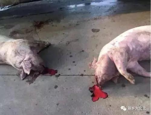 教你如何识别粪便颜色判断猪病,经典判断猪病最快的方法