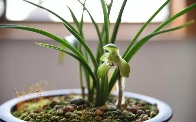 每日一品栏目,每日一品七律