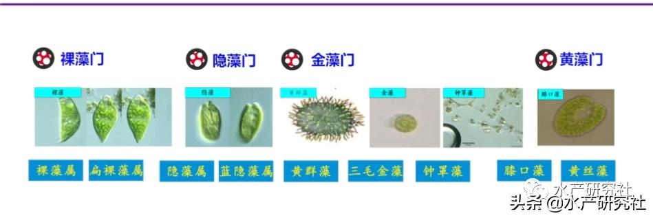 蓝藻是否都是有害藻类,蓝藻的爆发原因及处理方法