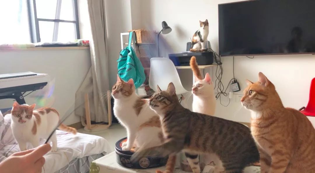 猫窝老是被猫咪压塌,猫窝总被压趴怎么办