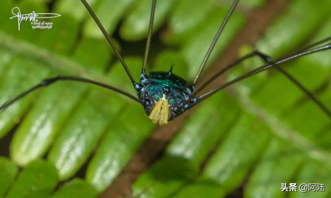 盲蛛不会吐丝吗,盲蛛吐丝