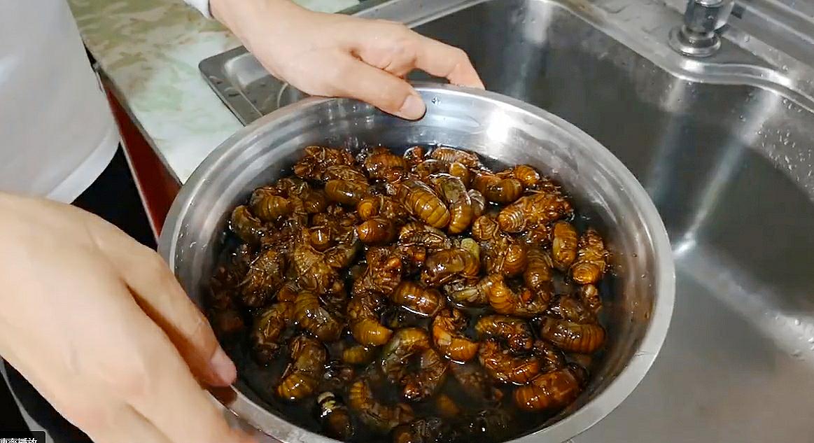 金蝉到底能吃不,金蝉为什么不能再吃