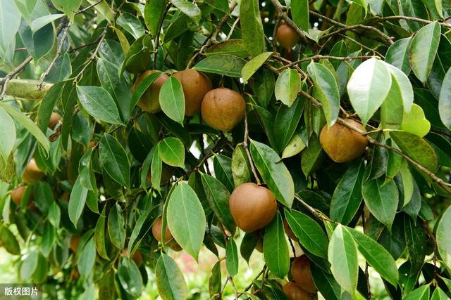 高产油茶种植要求,油茶种植现状及高产栽培技术