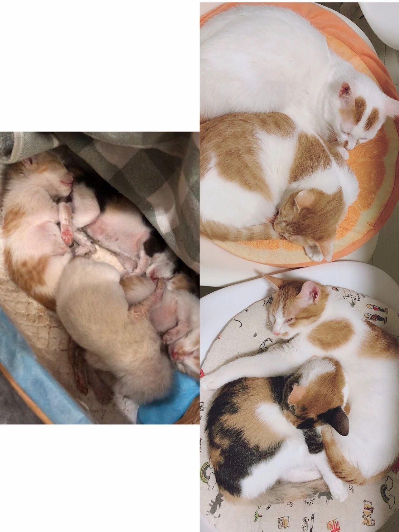 小奶猫是喝羊奶还是喝牛奶,布偶奶猫不吃猫粮只喝羊奶怎么办