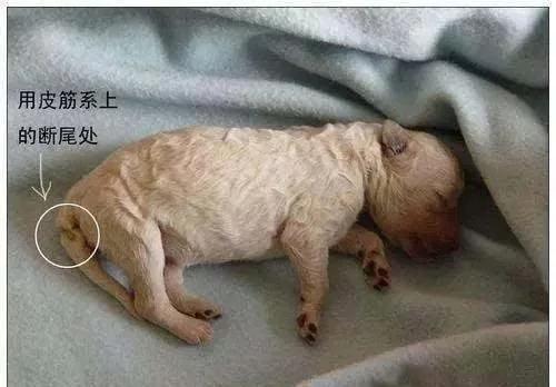 一个半月的泰迪狗狗还可以断尾吗,泰迪断尾和贵宾断尾
