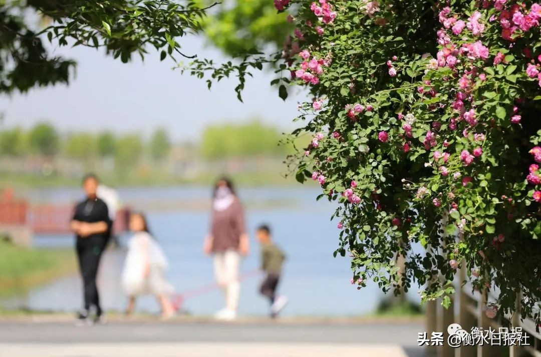 衡水五一假期完美收官!接待游客约96万人次!旅游收入4.91亿元