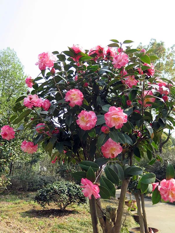 懒人山茶花,山茶花日常