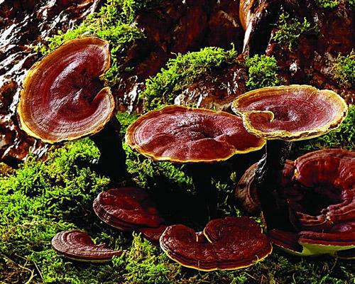 为什么说曹操是一个吃货？