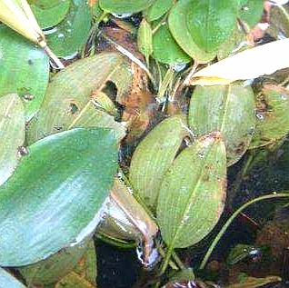 高效氟吡甲禾灵除草剂防治什么草,防治葎草的除草剂