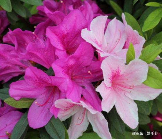 此花早在汉代就有记载，是啼血是征人泪