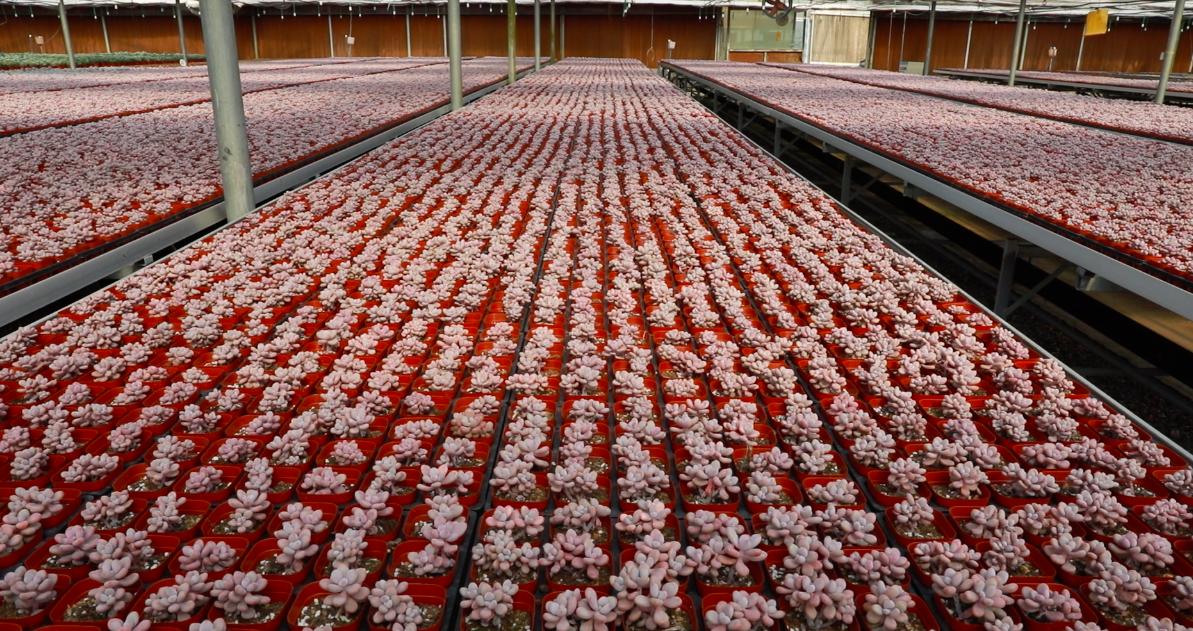 多肉大棚处理,多肉植物棚设计