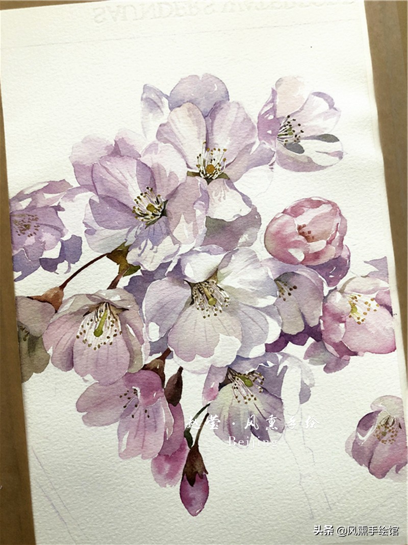 美丽的水彩樱花,水彩樱花图