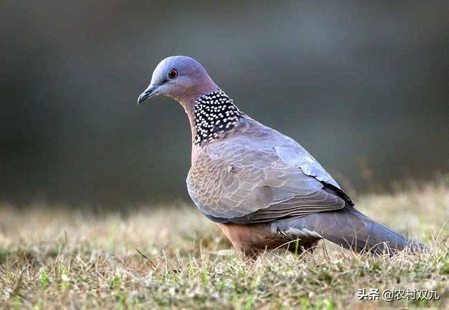 家里飞来斑鸠,斑鸠适合放家里吗