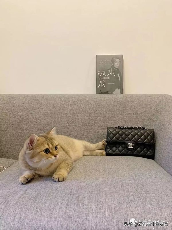 非常好看的宠物包,大家的包都带什么玩偶