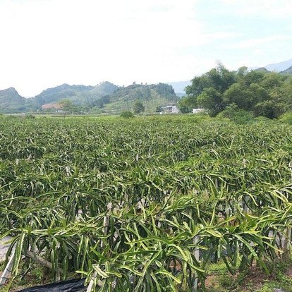 火龙果是什么样的一种植物,火龙果是什么颜色植物