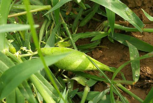 若是在农田里遇见这种“羊奶瓜”，请保护起来，因为它珍贵、值钱