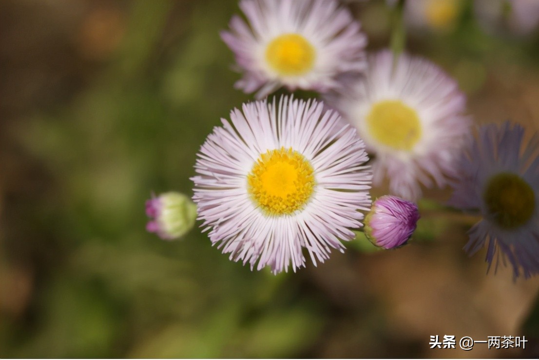 豆枕哪里的方言,豆枕方言